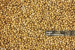 Coriander