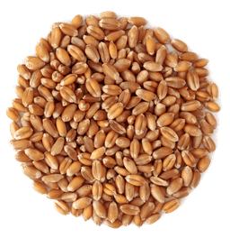Wheat